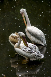 Similar image 20994026