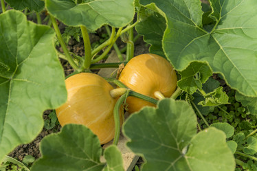 Similar image 20994195