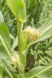 Similar image 21000764