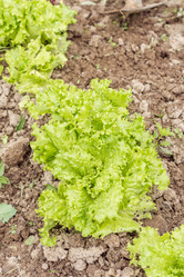 Similar image 21000666