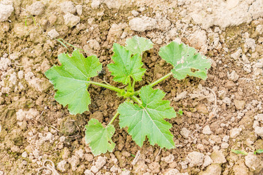 Similar image 21000668