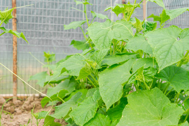 Similar image 21000670