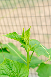 Similar image 21000682