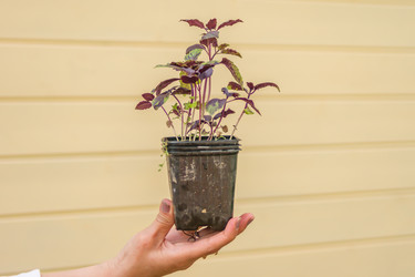 Similar image 21000705