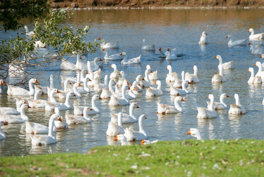 Similar image 20995229