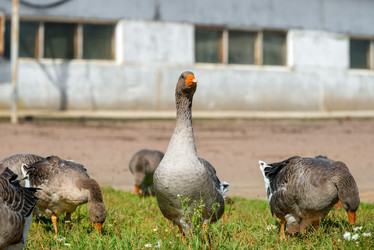 Similar image 20995098