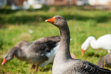 Similar image 20995122