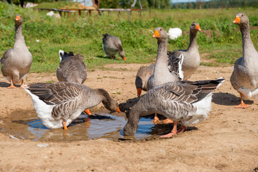 Similar image 20993483