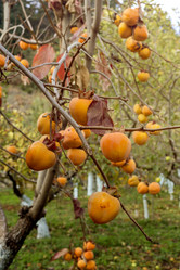 Similar image 21009303