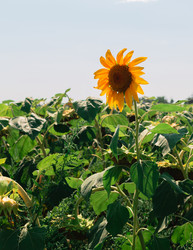 Similar image 20991815