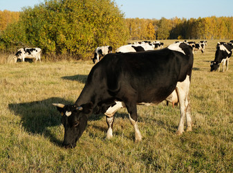 Similar image 20997554