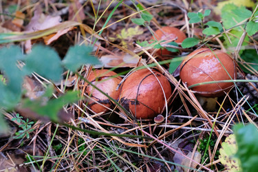 Similar image 21011532