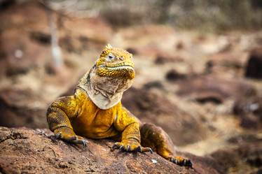 Similar image 21000305