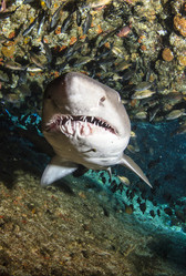 Similar image 21002482