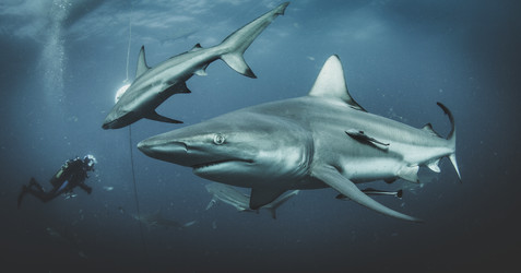 Similar image 21002487