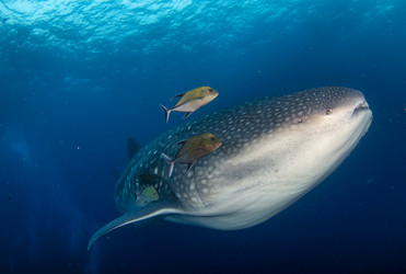 Similar image 21002490