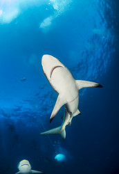 Similar image 21002494