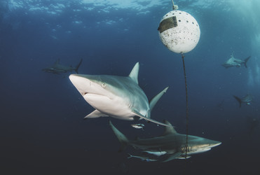 Similar image 21000425