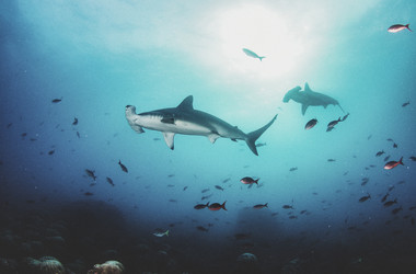 Similar image 21000433