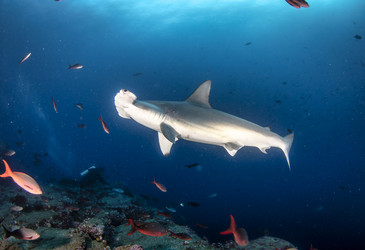 Similar image 21000439