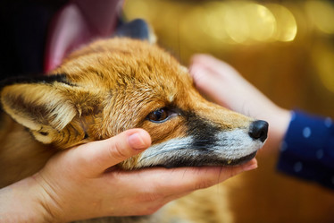 Similar image 21003063