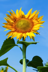 Similar image 21002261