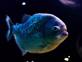 Similar image 21002268