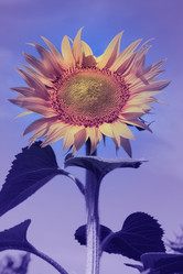 Similar image 21002274