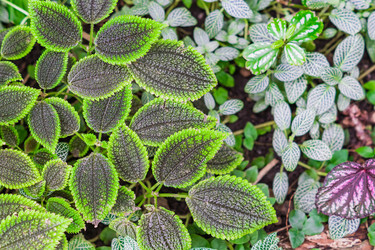 Similar image 21012420