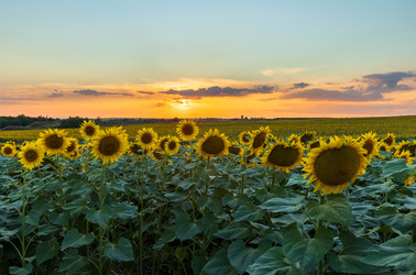 Similar image 21003523