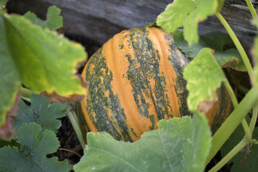 Similar image 21000847