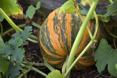 Similar image 21000848