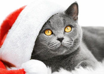 Similar image 21000816