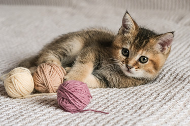 Similar image 21000950