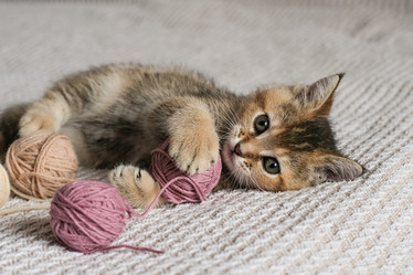 Similar image 21000951