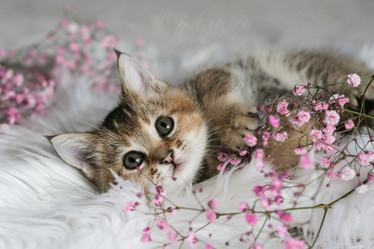 Similar image 21000953