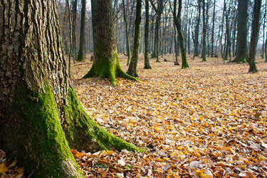 Similar image 21005487