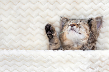 Similar image 21003225