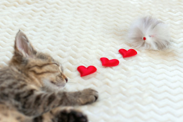 Similar image 21003228