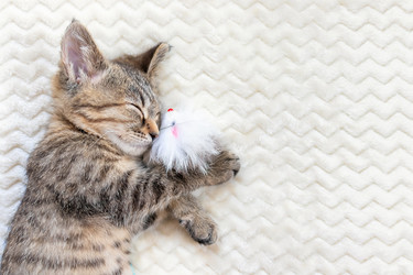 Similar image 21003229