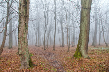 Similar image 21005629