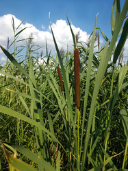 Similar image 21005100