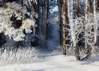 Similar image 21006307