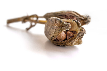 Similar image 21007037