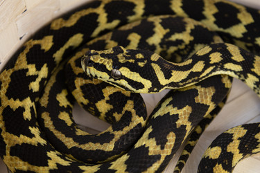 Similar image 21007639