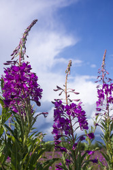 Similar image 21006419