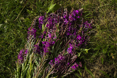 Similar image 21006431