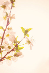 Similar image 21007050