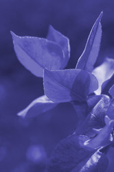 Similar image 21007083