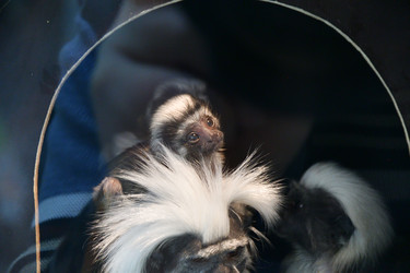 Similar image 21007204